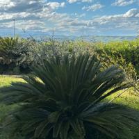 Cicas - Esemplare medio