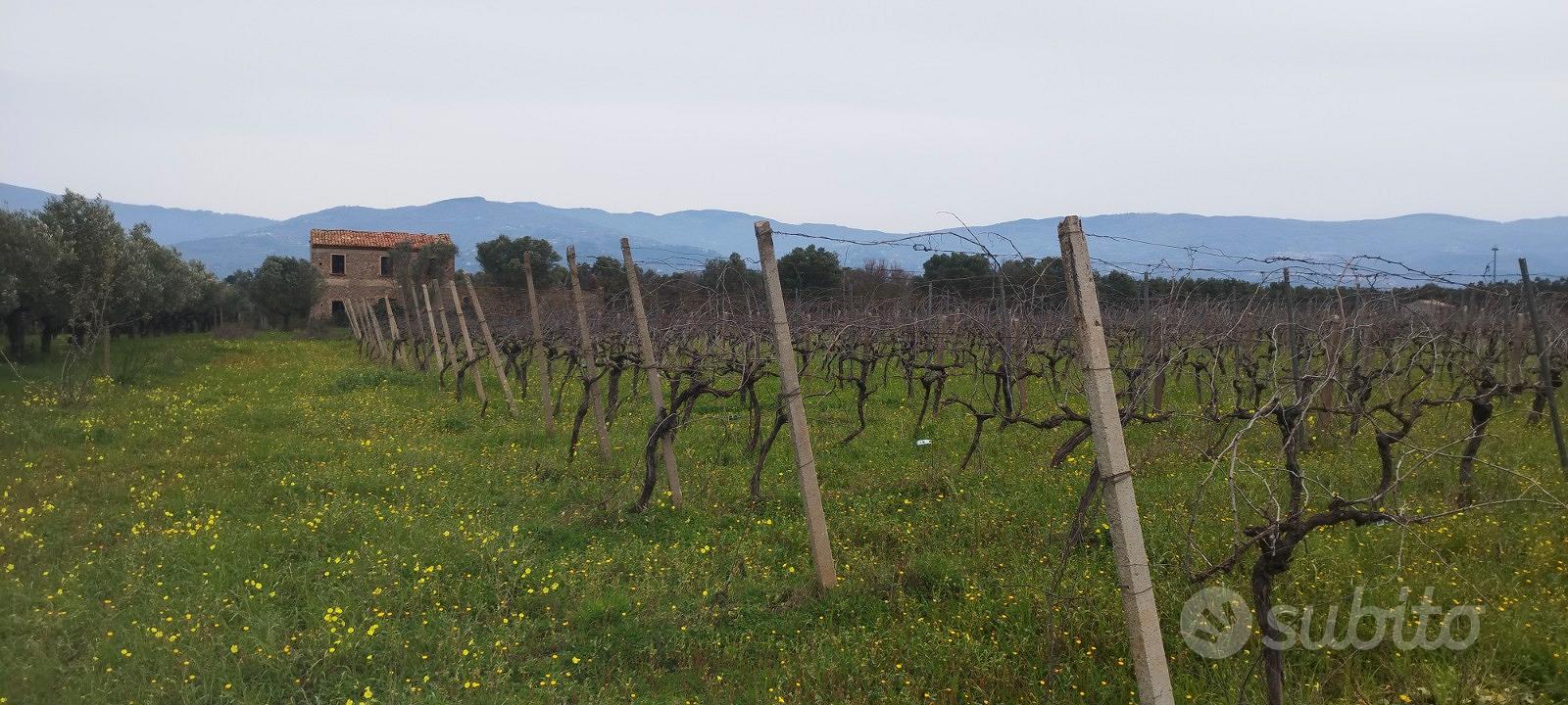 Terreno con casale - Vista 4