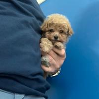 Maltipoo albicocca ( Maltese Barboncino )