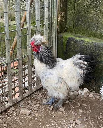 Gallo moroseta