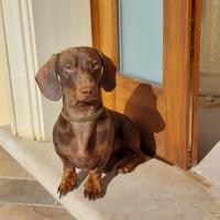 Bassotto nano per monta. Pedigree Enci+conferma