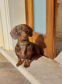 Bassotto nano per monta. Pedigree Enci+conferma