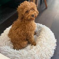 Non è solo una cucciola di barboncino.lei é