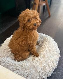 Non è solo una cucciola di barboncino.lei é