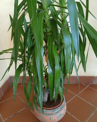 tronco della felicità 