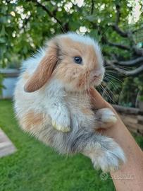 Cuccioli coniglio minilop