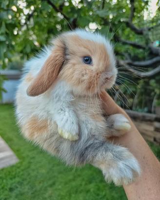 Cuccioli coniglio minilop
