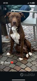 Pitbull