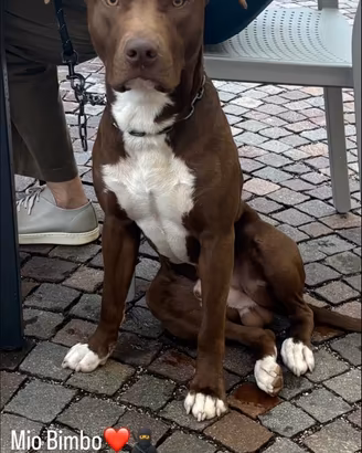 Pitbull