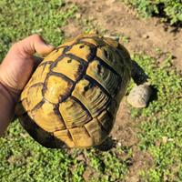 Testudo hermanni boettgeri