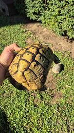 Testudo hermanni boettgeri