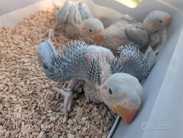 Grandi Alessandrini baby