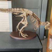 TIRANNOSAURO REX+volumi Sulle tracce dei DINOSAURI