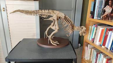 TIRANNOSAURO REX+volumi Sulle tracce dei DINOSAURI