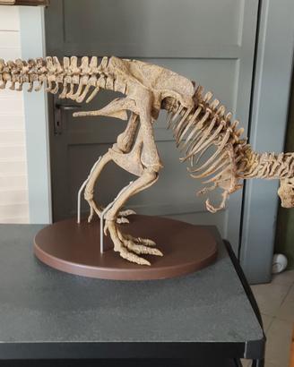 TIRANNOSAURO REX+volumi Sulle tracce dei DINOSAURI