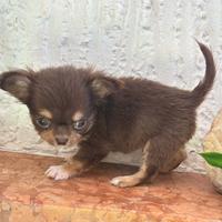 Chihuahua maschio DA COMPAGNIA