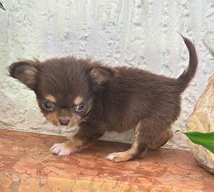 Chihuahua maschio DA COMPAGNIA