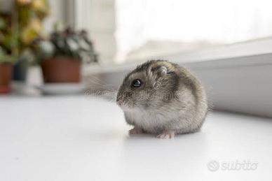 Cuccioli di criceto nano