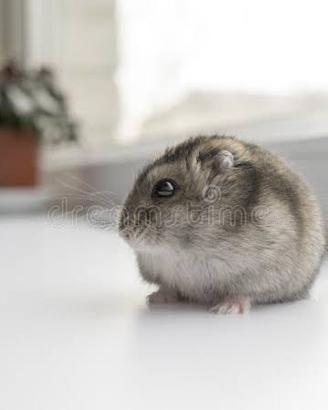 Cuccioli di criceto nano