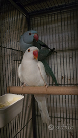 Coppia di Parrocchetti da Collare