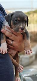 Pitbull