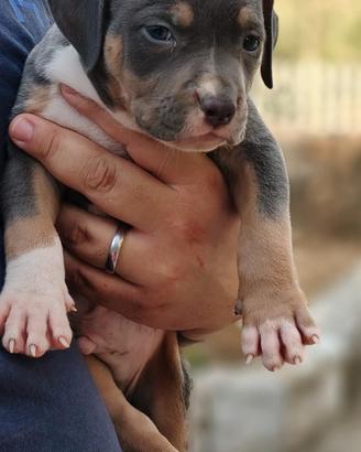 Pitbull