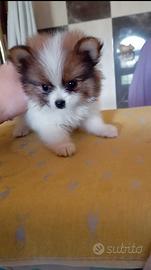 Spitz di pomerania 
