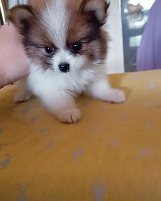 Spitz di pomerania 
