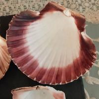 7 gusci di vapesante