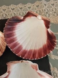 7 gusci di vapesante