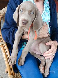 Cuccioli Weimaraner