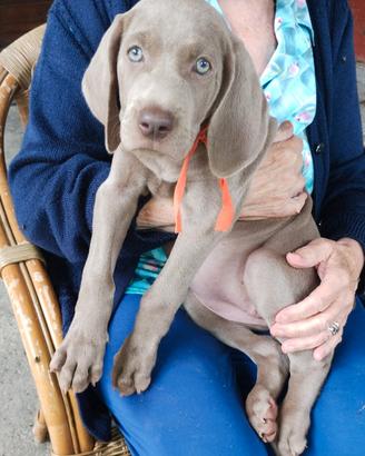 Cuccioli Weimaraner