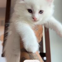 Cuccioli ragdoll