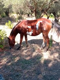 Cavallo paint