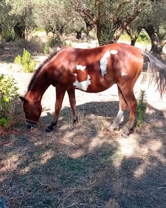 Cavallo paint