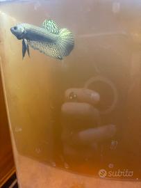 Betta show disponibili