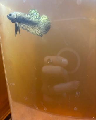 Betta show disponibili