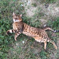 Bengala per accoppiamento