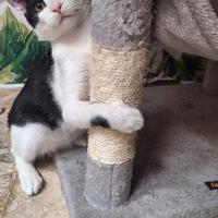 Axel: simpatico gattone