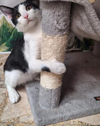 Axel: simpatico gattone