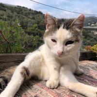 Smarrita gattina bianca e grigia