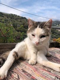 Smarrita gattina bianca e grigia