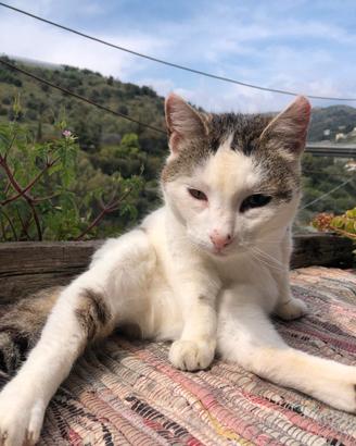 Smarrita gattina bianca e grigia