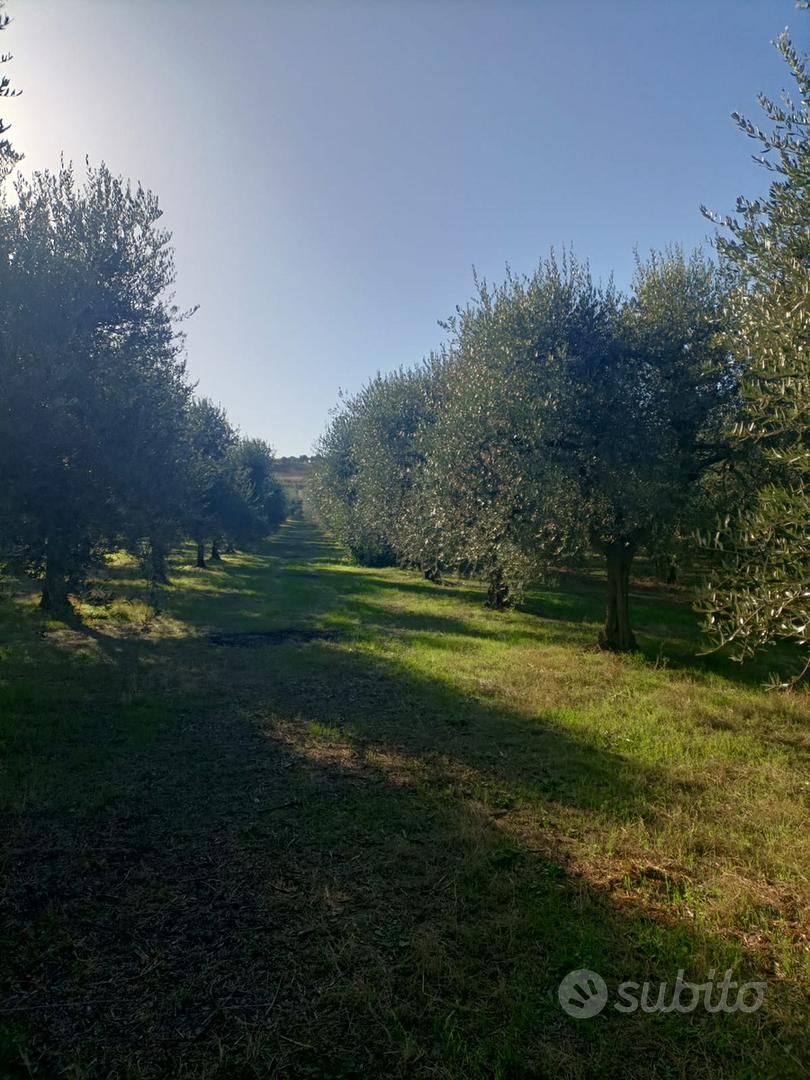 Terreno Uliveto Strada per Lavello - Vista 3