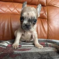 Disponibili bulldog francese
