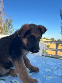 Cuccioli di pastore tedesco