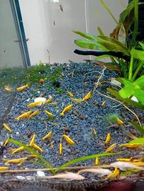 Neocaridine Yellow neon Fire