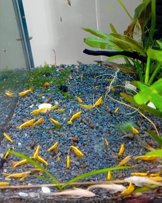 Neocaridine Yellow neon Fire