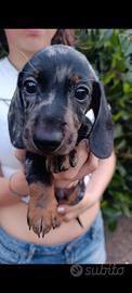 Cuccioli bassotto