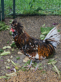Gallo padovano e galline marans
